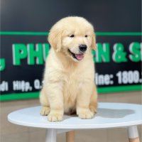 Golden Retriever - Màu Vàng Đậm (MS 22)
