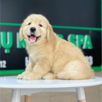Golden Retriever - Màu Vàng Đậm (MS 23)