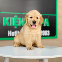 Golden Retriever - Màu Vàng Đậm (MS 27)