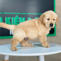 Golden Retriever - Màu Vàng Đậm (MS 27)