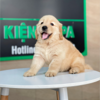 Golden Retriever - Màu Vàng Đậm (MS 28)