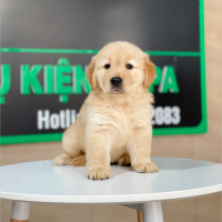Golden Retriever - Màu Vàng Đậm (MS 28)