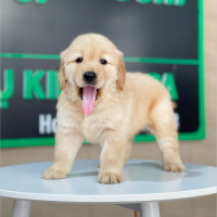 Golden Retriever - Màu Vàng Đậm (MS 28)