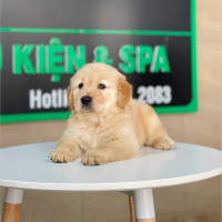 Golden Retriever - Màu Vàng Đậm (MS 28)