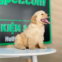 Golden Retriever - Màu Vàng Đậm (MS 29)