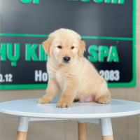 Golden Retriever - Màu Vàng Đậm (MS 30)