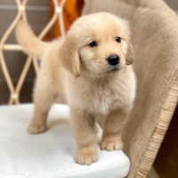 Golden Retriever - Màu Vàng Đậm (MS 31)