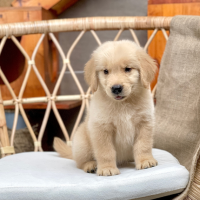 Golden Retriever - Màu Vàng Đậm (MS 31)