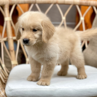 Golden Retriever - Màu Vàng Đậm (MS 31)