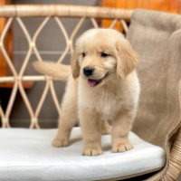 Golden Retriever - Màu Vàng Đậm (MS 31)