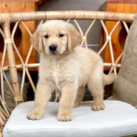 Golden Retriever - Màu Vàng Đậm (MS 32)