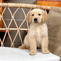 Golden Retriever - Màu Vàng Đậm (MS 32)