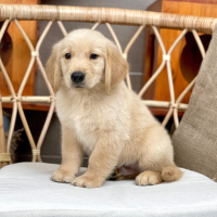 Golden Retriever - Màu Vàng Đậm (MS 32)