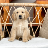 Golden Retriever - Màu Vàng Đậm (MS 32)