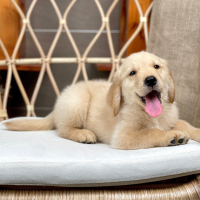 Golden Retriever - Màu Vàng Đậm (MS 33)