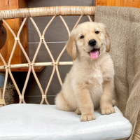 Golden Retriever - Màu Vàng Đậm (MS 33)