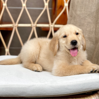 Golden Retriever - Màu Vàng Đậm (MS 33)