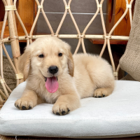 Golden Retriever - Màu Vàng Đậm (MS 33)