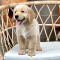 Golden Retriever - Màu Vàng Đậm (MS 34)