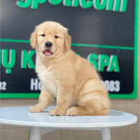 Golden Retriever - Màu Vàng Đậm (MS 25)