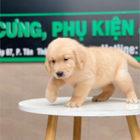 Golden Retriever - Màu Vàng Kem (MS 04)