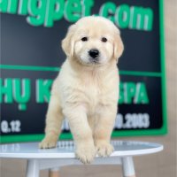 Golden Retriever - Màu Vàng Kem (MS 10)