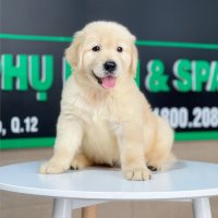 Golden Retriever - Màu Vàng Kem (MS 10)