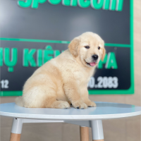 Golden Retriever - Màu Vàng Kem (MS 14)