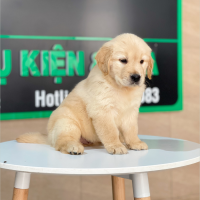Golden Retriever - Màu Vàng Kem (MS 14)