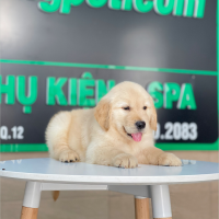 Golden Retriever - Màu Vàng Kem (MS 15)