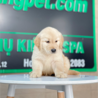 Golden Retriever - Màu Vàng Kem (MS 15)