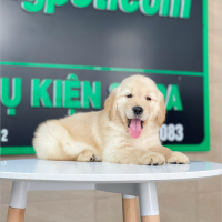 Golden Retriever - Màu Vàng Kem (MS 15)