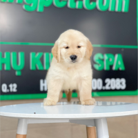 Golden Retriever - Màu Vàng Kem (MS 15)
