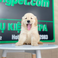 Golden Retriever - Màu Vàng Kem (MS 15)