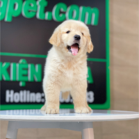 Golden Retriever - Màu Vàng Kem (MS 16)