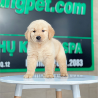 Golden Retriever - Màu Vàng Kem (MS 18)