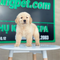 Golden Retriever - Màu Vàng Kem (MS 18)