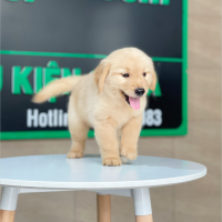 Golden Retriever - Màu Vàng Kem (MS 18)