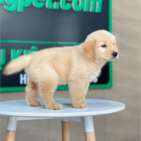 Golden Retriever - Màu Vàng Kem (MS 18)
