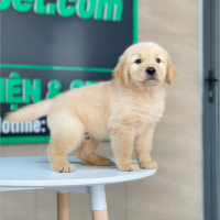 Golden Retriever - Màu Vàng Kem (MS 18)