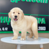 Golden Retriever - Màu Vàng Kem (MS 11)