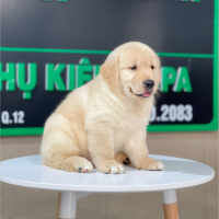Golden Retriever - Màu Vàng Kem (MS 11)