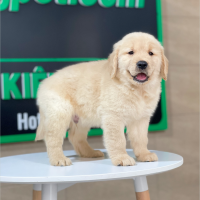 Golden Retriever - Màu Vàng Kem (MS 12)