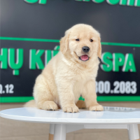 Golden Retriever - Màu Vàng Kem (MS 12)