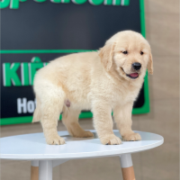 Golden Retriever - Màu Vàng Kem (MS 12)