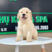 Golden Retriever - Màu Vàng Kem (MS 12)