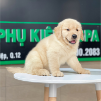 Golden Retriever - Màu Vàng Kem (MS 12)