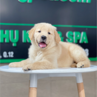 Golden Retriever - Màu Vàng Kem (MS 13)