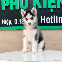 Husky Siberian - Màu Đen Trắng (MS 01)