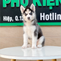 Husky Siberian - Màu Đen Trắng (MS 01)